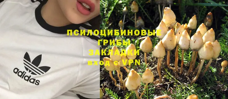 Псилоцибиновые грибы Magic Shrooms  Александровск 